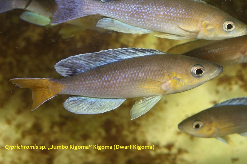 Cyprichromis sp. 'dwarf jumbo' Kigoma